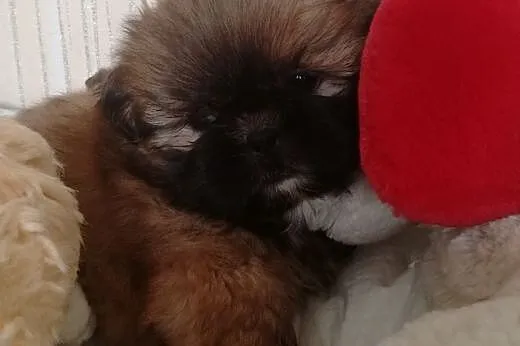 SHIH TZU urocze psiaki,  małopolskie Oświęcim