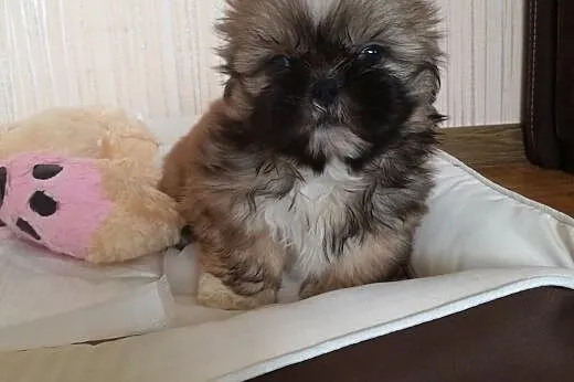 SHIH TZU urocze psiaki,  małopolskie Oświęcim