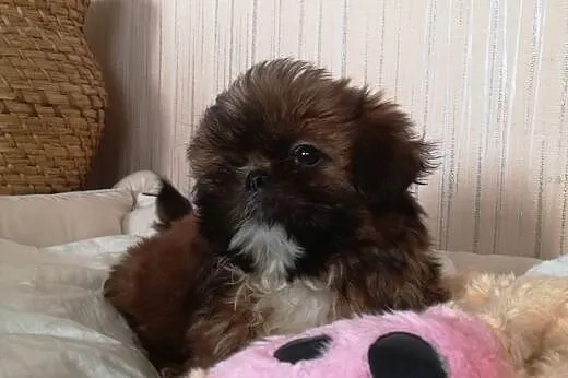 SHIH TZU urocze psiaki,  małopolskie Oświęcim