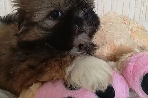 SHIH TZU urocze psiaki,  małopolskie Oświęcim