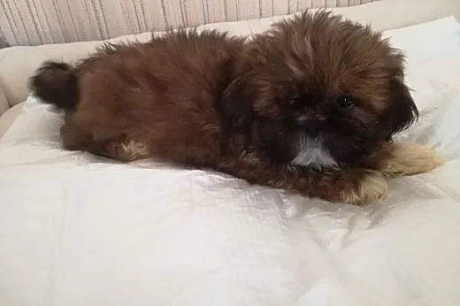 SHIH TZU urocze psiaki,  małopolskie Oświęcim