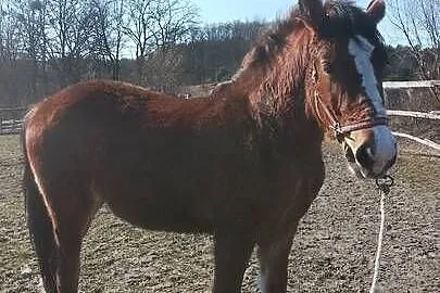 Sprzedam zrebice zimnokwista