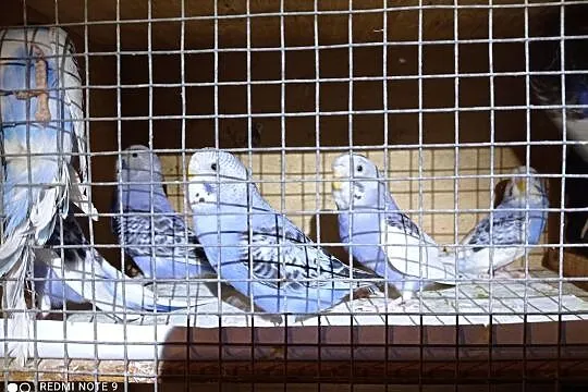 Papugi Faliste fiolety i szeki, , Rogoźno