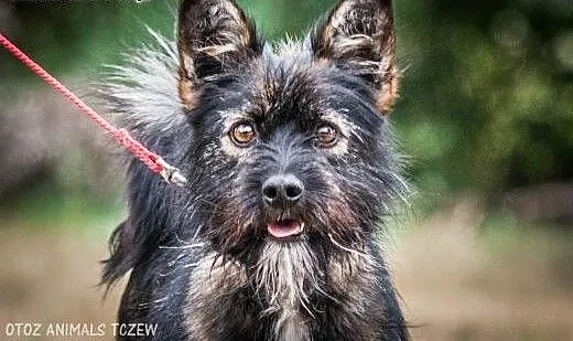 OTOZ Animals - Tosia - mała, urocza sznaucerowata