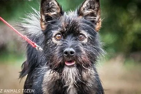 OTOZ Animals - Tosia - mała, urocza sznaucerowata 
