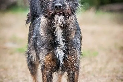 OTOZ Animals - Tosia - mała, urocza sznaucerowata 