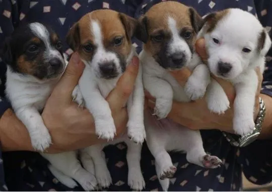 Dostępne są przepiękne szczenięta rasy Jack Russell Terrier – w wieku kilku tygodni., Mazowieckie, Siedlce