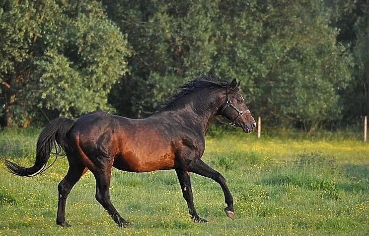 PESAL stanówka, , Dębowe