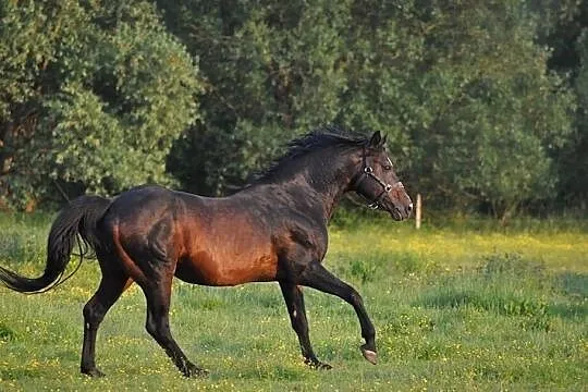 PESAL stanówka, , Dębowe