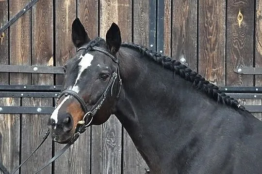 PESAL stanówka, , Dębowe
