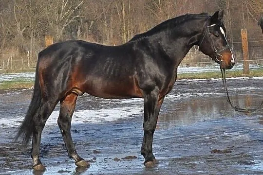 PESAL stanówka, , Dębowe