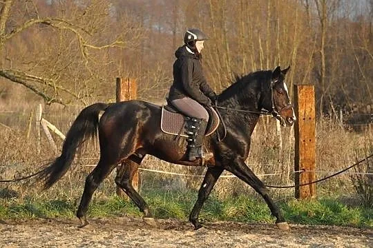 PESAL stanówka, , Dębowe