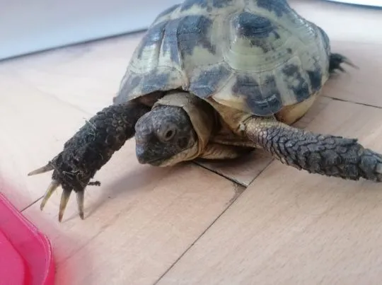 żółw stepowy (Testudo horsfieldii) Żółw "peanut" (ok. 7 lat) szuka kochającego domu, , Gdańsk