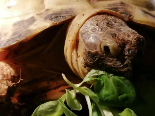 żółw stepowy (Testudo horsfieldii) Żółw "peanut" (ok. 7 lat) szuka kochającego domu, , Gdańsk