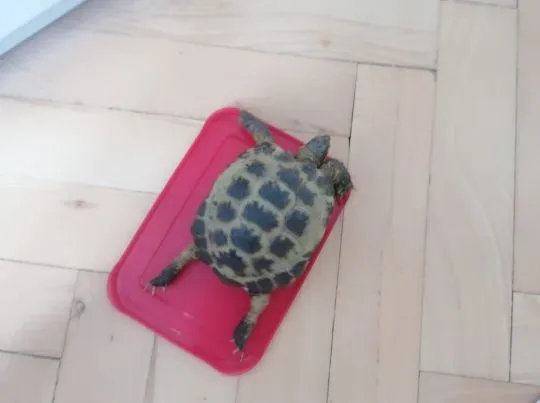 żółw stepowy (Testudo horsfieldii) Żółw "peanut" (ok. 7 lat) szuka kochającego domu, , Gdańsk