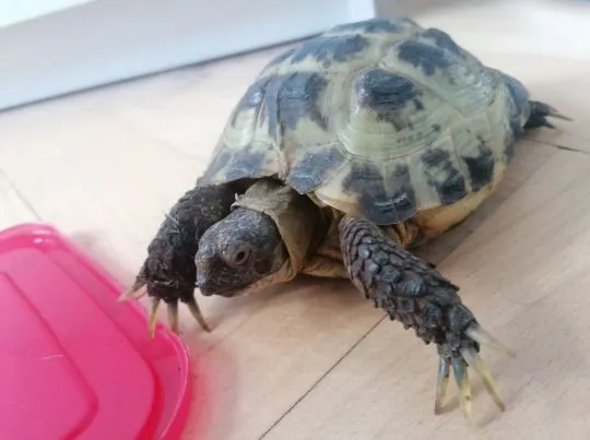 żółw stepowy (Testudo horsfieldii) Żółw "peanut" (ok. 7 lat) szuka kochającego domu, , Gdańsk