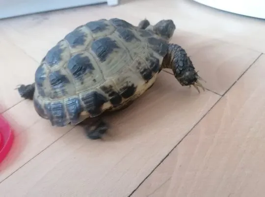 żółw stepowy (Testudo horsfieldii) Żółw "peanut" (ok. 7 lat) szuka kochającego domu, , Gdańsk
