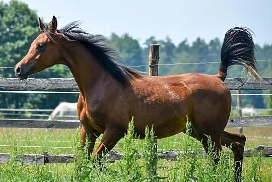 EL FARAD, Halinów