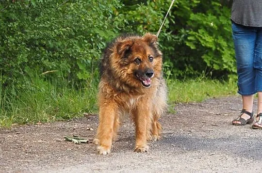 Nerwik-grzeczny, starszy pies pilnie szuka domu!, , Częstochowa