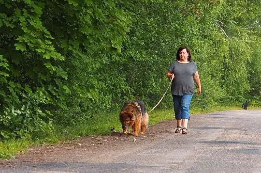 Nerwik-grzeczny, starszy pies pilnie szuka domu!, , Częstochowa