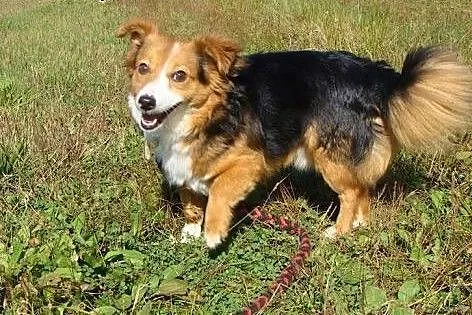 Lucky-skatowany przez człowieka cudem przeżył - dz