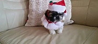 Sprzedam maleńkie SHIH TZU, zachodniopomorskie Wa
