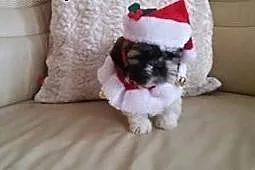 Sprzedam maleńkie SHIH TZU,  zachodniopomorskie Wa