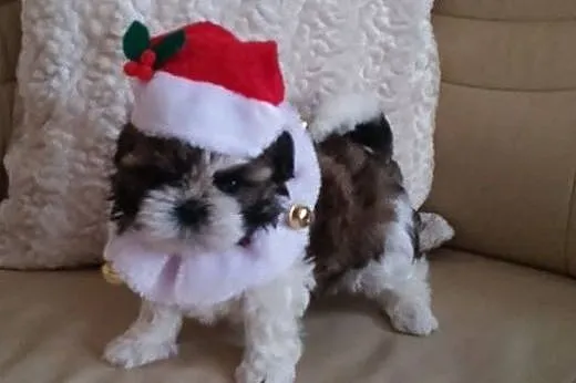 Sprzedam maleńkie SHIH TZU,  zachodniopomorskie Wa