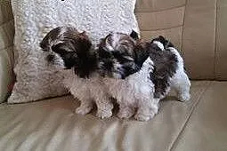 Sprzedam maleńkie SHIH TZU,  zachodniopomorskie Wa