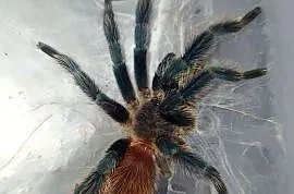 Dolichothele diamantinensis - dorosły samiec