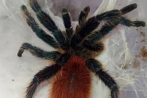 Dolichothele diamantinensis - dorosły samiec, Łódzkie, Dąbrowice
