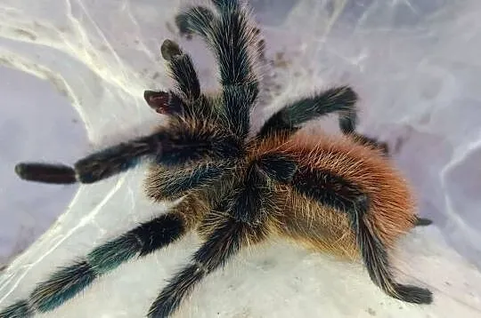 Dolichothele diamantinensis - dorosły samiec, Łódzkie, Dąbrowice