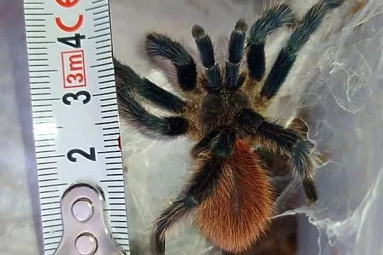 Dolichothele diamantinensis - dorosły samiec, Łódzkie, Dąbrowice