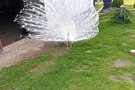 Jaja legowe od pawi krolewskich