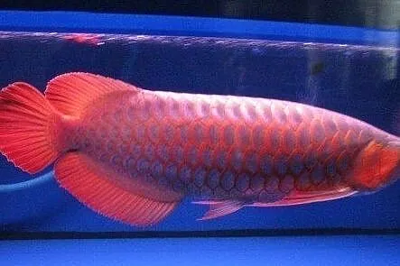 Peces Arowana asiáticos de criadores genuinos disponibles para la venta