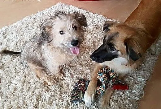 Uroczy szczeniak DRACO szuka domku!, mazowieckie