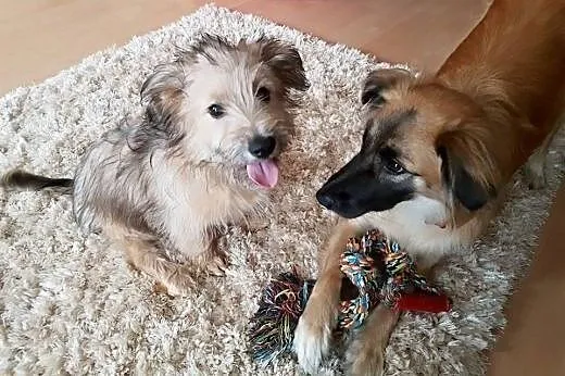 Uroczy szczeniak DRACO szuka domku!,  mazowieckie 