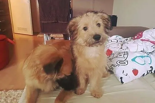 Uroczy szczeniak DRACO szuka domku!,  mazowieckie 