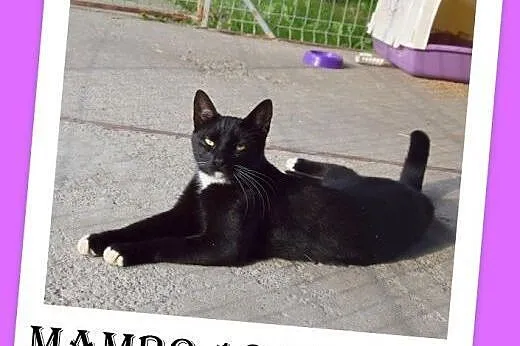 Tulaśny 10 mies. kocurek MAMBO z domu tymczasowego