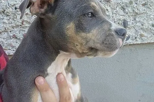 Amstaff