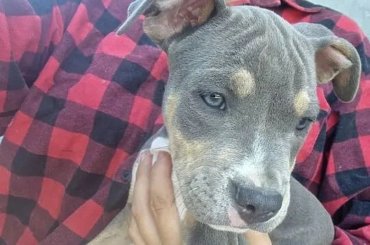 Amstaff, Lubelskie, Chełm