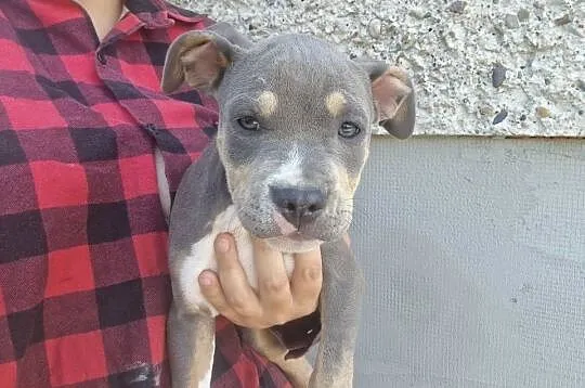 Amstaff, Lubelskie, Chełm