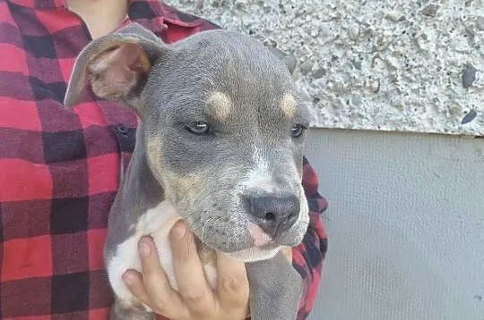 Amstaff, Lubelskie, Chełm
