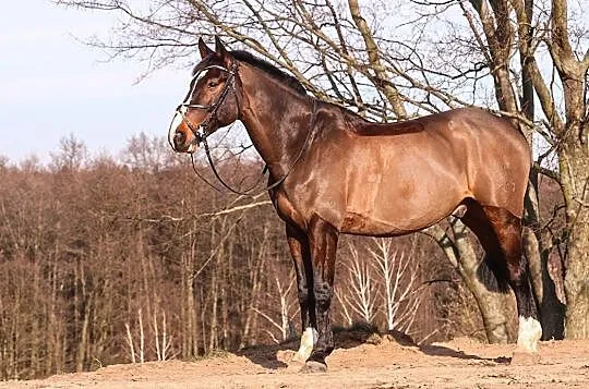 Lavallo- Star koń profesor, Wielkopolskie, Poznań