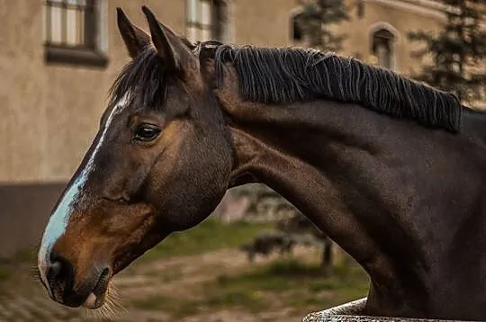 Lavallo- Star koń profesor, Wielkopolskie, Poznań