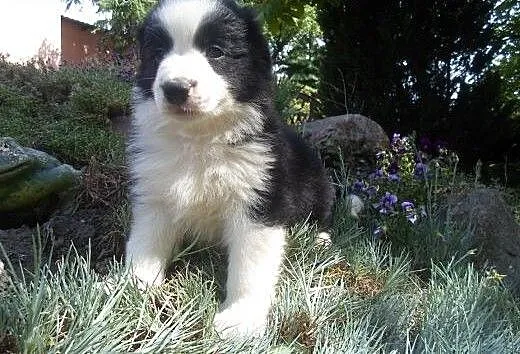 Border Collie, kujawsko-pomorskie Toruń