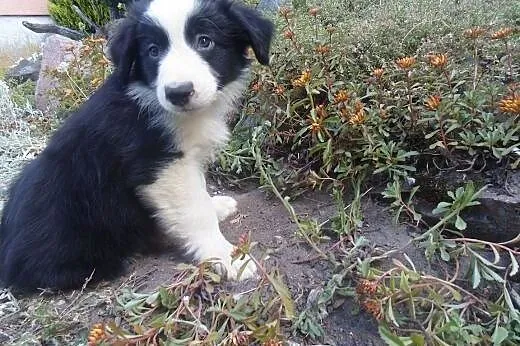 Border Collie,  kujawsko-pomorskie Toruń