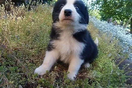 Border Collie,  kujawsko-pomorskie Toruń