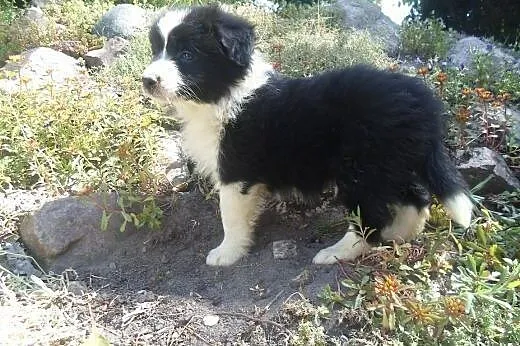 Border Collie,  kujawsko-pomorskie Toruń