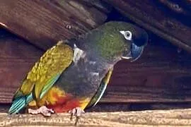 Patagonka samica